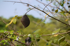 Caesalpinia crista